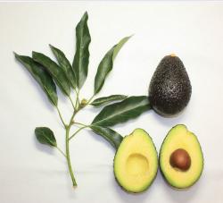 Efectul nebănuit al avocadoului asupra organismului