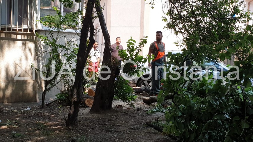 copac cazut peste autoturism pe strada ig duca din constanta 723418