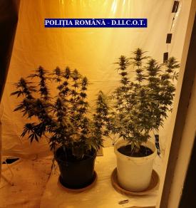 DIICOT Culturi de cannabis, găsite la domiciliul unor persoane din Arad 