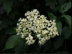 Beneficiile consumului ceaiului de soc