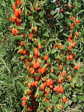Goji, fructul care ajută la prevenirea orbirii