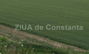 Peste 800 de terenuri agricole din comuna Oltina, înregistrate gratuit în evidențele de cadastru și carte funciară
