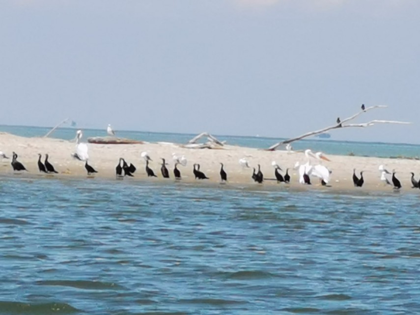 misterioasa si minunata insula k cel mai tanar taram din rezervatia biosferei delta dunarii galerie foto