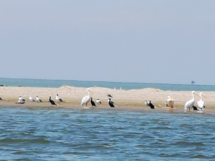 misterioasa si minunata insula k cel mai tanar taram din rezervatia biosferei delta dunarii galerie foto