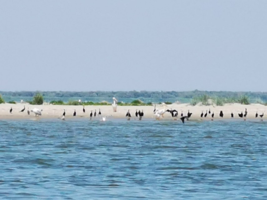misterioasa si minunata insula k cel mai tanar taram din rezervatia biosferei delta dunarii galerie foto