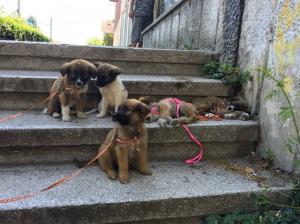 Poliția Animalelor. Bază legală a fost publicată. În ce situații pot acționa oamenii legii