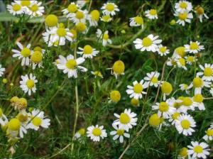 Beneficiile ceaiului de mușetel.Ce conține acesta de îl face atât de special   