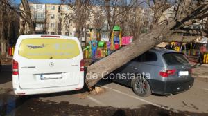 Copaci căzuți la Constanța! Mai multe mașini, avariate  