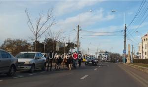 Boboteaza la Constanța Boii, însoțiți de echipaje jandarmi, și-au făcut apariția în municipiu (video)     