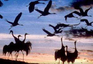 #DobrogeaDigitală Bobotează cu iz primăvăratic 