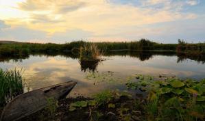 #DobrogeaDigitală Războaiele din natură, nemiloase dar juste    