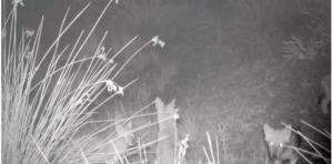 Șacali filmați în județul Tulcea. Video de excepție 