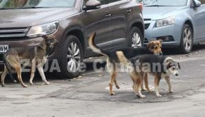 Constănțeanul supărat Nicio firmă interesată de capturarea și predarea câinilor fără stăpân din municipiul Constanța, în situații de urgență