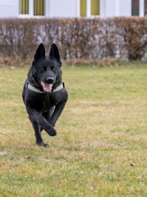  Câini antrenați pentru detectarea persoanelor infectate cu virusul SARS-Cov-2 la Centrul Chinologic de la Sibiu