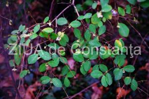 centrulnatura.ro Codița șoricelului – un remediu naturist mai puțin cunoscut   