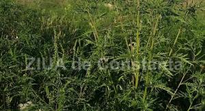 Sondaj de opinie Sunteți de acord să vă tăiați singuri vegetația din jurul blocurilor?