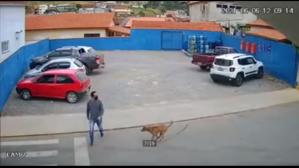 Accident cum nu s-a mai văzut. Pieton accidentat grav, pe trecere, de un câine care alerga după o mașină (galerie foto+video)