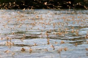 Spectacolul efemeridelor, în Delta Dunării