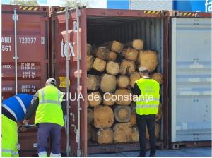 Soluție pentru problema transporturilor ilegale de lemn din România. Camere video amplasate la ieşirea din pădure