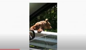 Ministerul Mediului, apelor și pădurilor a aprobat recoltarea a patru urși bruni. Cine face capturarea acestora   