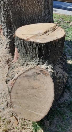 Constănțeanul supărat. Copacul ciuntit din “grădina” lui Chițac