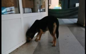 Mamaia Sat. Autoritățile încearcă să prindă un câine lăsat slobod, dintr-o mașină, în această dimineață  