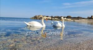 Cod Galben și Cod Portocaliu pentru Dobrogea. Ce au prognozat, pentru astăzi, specialiștii în meteorologie  