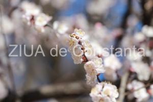 Centrulnatura.ro Plantați arbori fructiferi  