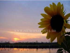 Poezia zilei Evoluție- Valentina Popescu 