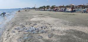 Fotoreportaj Invazie de meduze pe plaja, în Mamaia Nord (video)