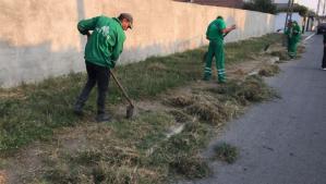 Constanța Polaris va demara un program de eliminare a vegetației parazitară