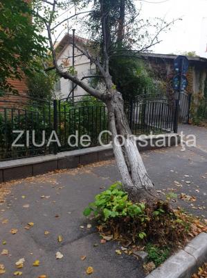 Pericol în Constanța! Un copac s-a prăbușit în apropierea unei instituții de învățământ (galerie foto)
