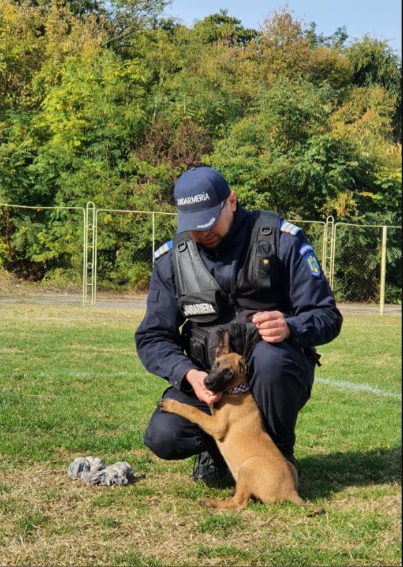 igor noul partener canin al jandarmilor tulceni ce varsta are micutul patruped galerie foto 763431