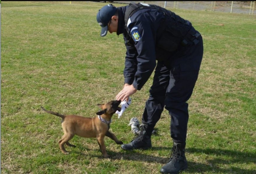 igor noul partener canin al jandarmilor tulceni ce varsta are micutul patruped galerie foto 763431