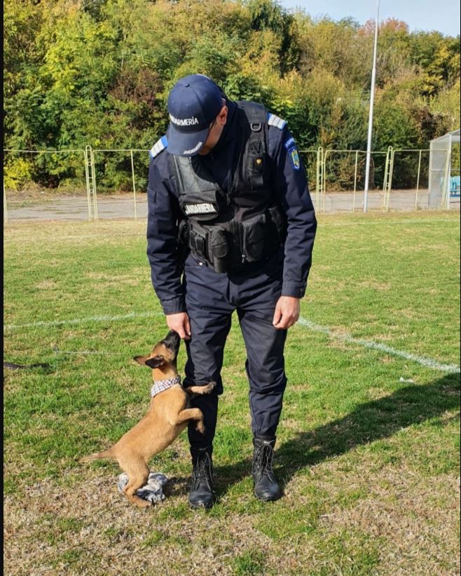 igor noul partener canin al jandarmilor tulceni ce varsta are micutul patruped galerie foto 763431