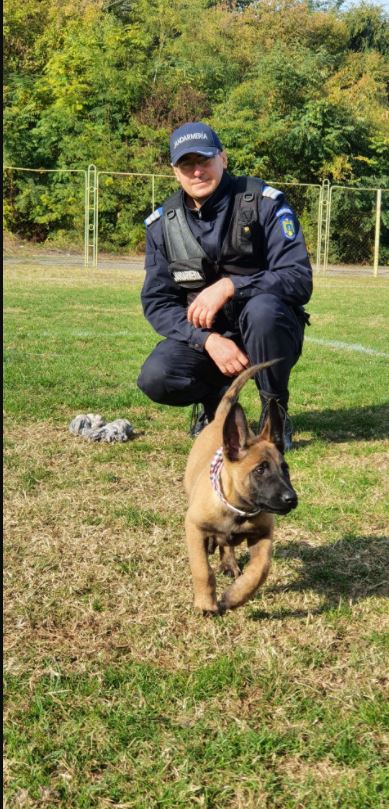igor noul partener canin al jandarmilor tulceni ce varsta are micutul patruped galerie foto 763431