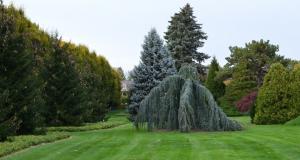 Municipiul Tulcea Achiziție de arbori și arbuști pentru spațiile verzi. Ce societate a câștigat (DOCUMENT)   