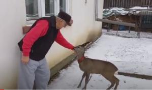 Un bărbat creşte în gospodărie un pui de căprioară pe care l-a salvat de la moarte \