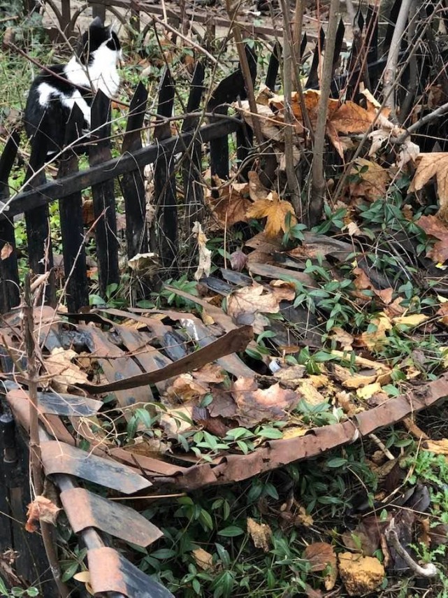 oana pellea dupa o vizita la cimitirul bellu din bucuresti niciodata nu am vazut asemenea dezastru ce