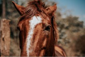 Județul Constanța Primăria Mihail Kogălniceanu organizează „Botezul Cailor” 