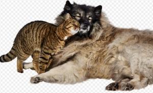 Spania acordă prin lege custodie alternativă pentru animalele de companie în caz de divorţ