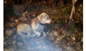 Femeie amendată cu 3.000 de lei pentru că şi-a abandonat câinele într-un parc, legat, fără apă și mâncare