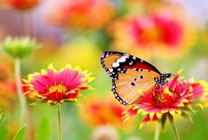 Poezia zilei De ce - Valentina Popescu  