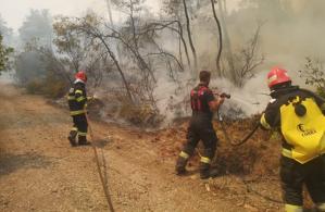 Insula Evia, reîmpădurită după incendiile devastatoare care au afectat Grecia în 2021. Peste 40.000 de hectare au fost mistuite de flăcări
