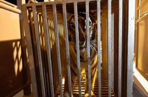 Lei şi tigri de la un adăpost pentru animale din Ucraina, evacuaţi în Polonia. Camionul care îi transporta s-a întâlnit cu tancurile ruseşti (FOTO)