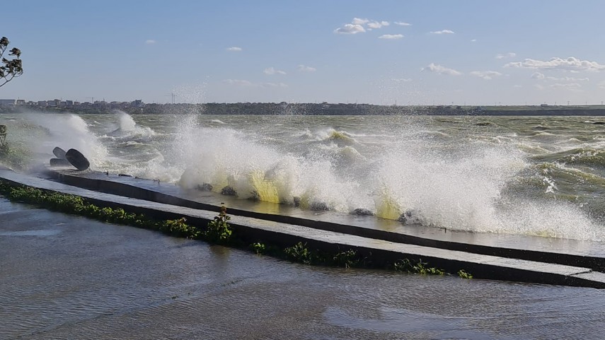 Cod galben de vânt. Lacul Siutghiol. Foto: ZIUA de Constanța