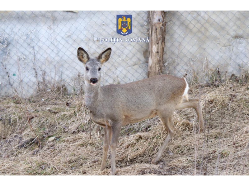 Animale sălbatice, sursa foto: Poliția Română