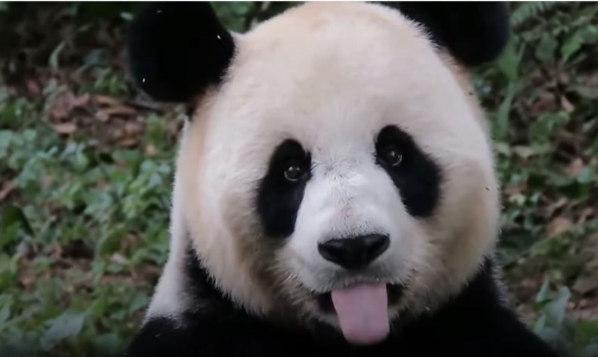 Urs panda, Sursa: captura Youtube/ SUPERCAT 