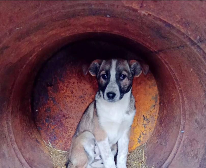 Câine, Sursa foto: Primăria Municipiului Constanța 