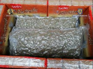 UPDATE Anunțul IPJ Constanța. 11 kilograme de cannabis, descoperite de polițiștii antidrog. Doi bărbați prinși în flagrant! (GALERIE FOTO)  